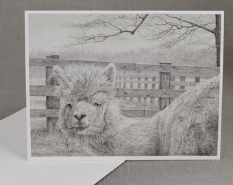 Framable Notecards, Alpaca Drawing "Quiet Diligence", Farm Animal Prints, Fine Art Graphite Drawings,
