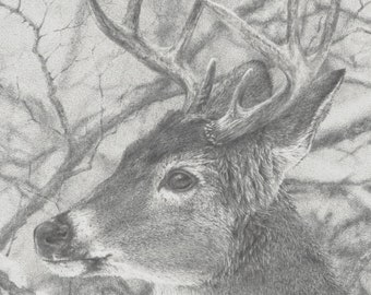 Solistice Stag, Whitetail Deer Drawing of a Buck in Winter, Wildlife Animal Prints, Fine Art Graphite Drawings