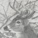 Solstice Stag Giclee Print: Whitetail Deer Graphite Drawing - Etsy