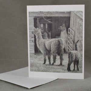 Framable Notecards, Lama Tekening "Harmonieuze verblijfplaats", Boerderij dieren Prints, Fine Art Graphite Tekeningen,
