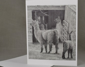 Framable Notecards, Llama Drawing "Harmonious Abode", Farm Animal Prints, Fine Art Graphite Drawings,