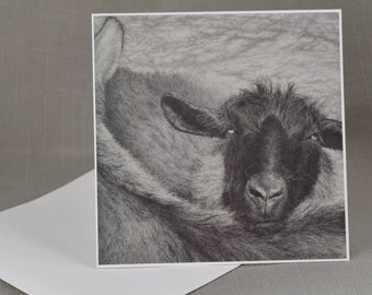 Framable Notecards, Sheep Drawing "Enduring Alliance", Farm Animal Prints, Fine Art Graphite Drawings,