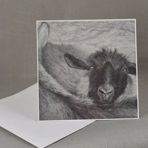 Framable Notecards, Schapentekening "Enduring Alliance", Boerderijdieren Prints, Fine Art Graphite Tekeningen,