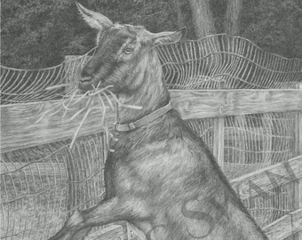 Goat Drawing "Mischievous Intentions", Farm Animal Prints, Fine Art Graphite Drawings, Framable Notecards