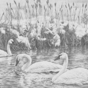 Trumpeter Swan Drawing "River's Winter Adornment", Wildlife Animal Prints, Fine Art Graphite Drawings