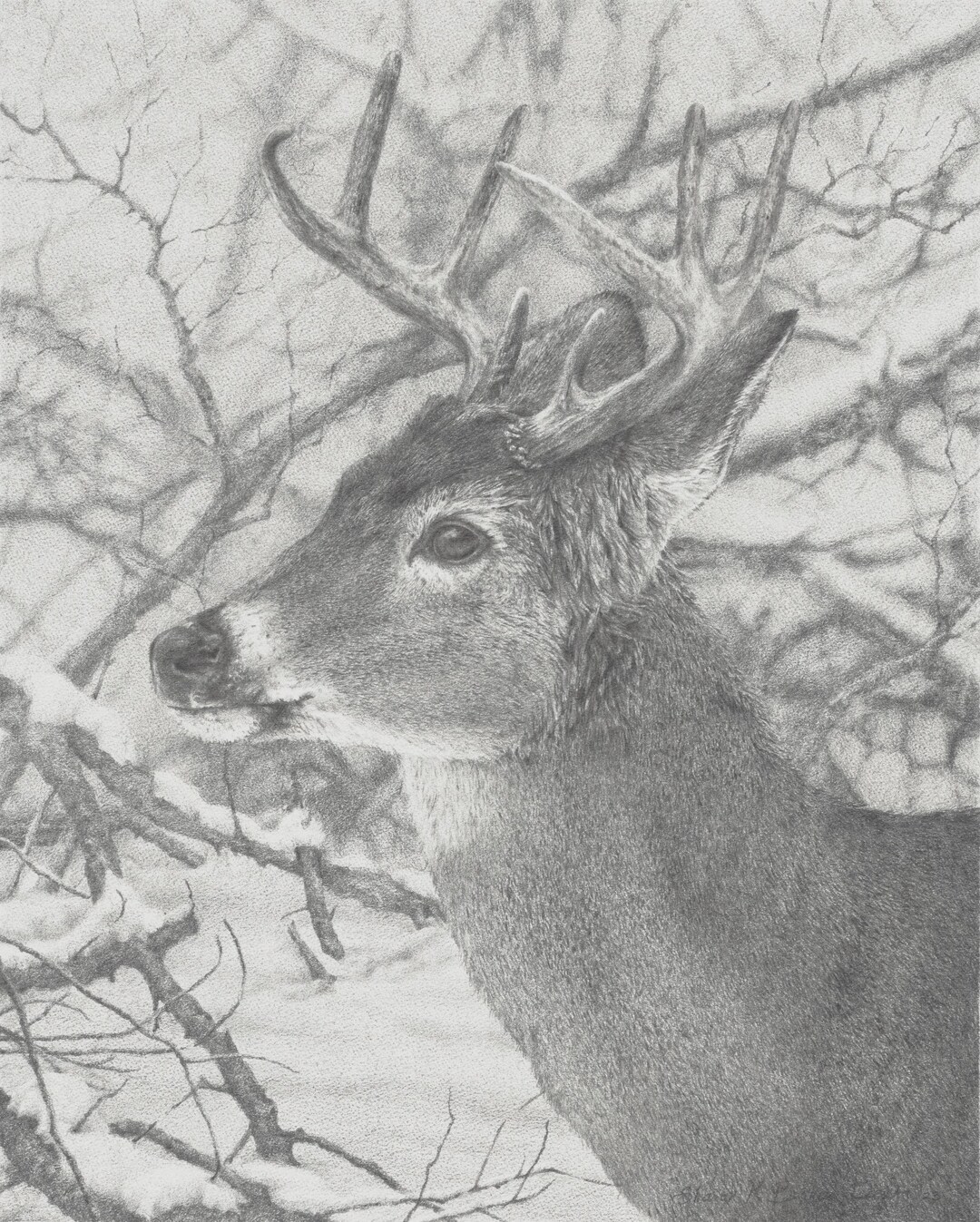 Solstice Stag Giclee Print: Whitetail Deer Graphite Drawing - Etsy