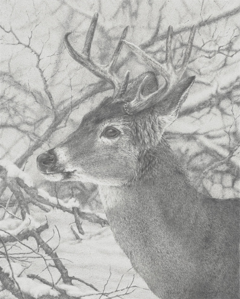 Solstice Stag Giclee Print: Whitetail Deer Graphite Drawing - Etsy