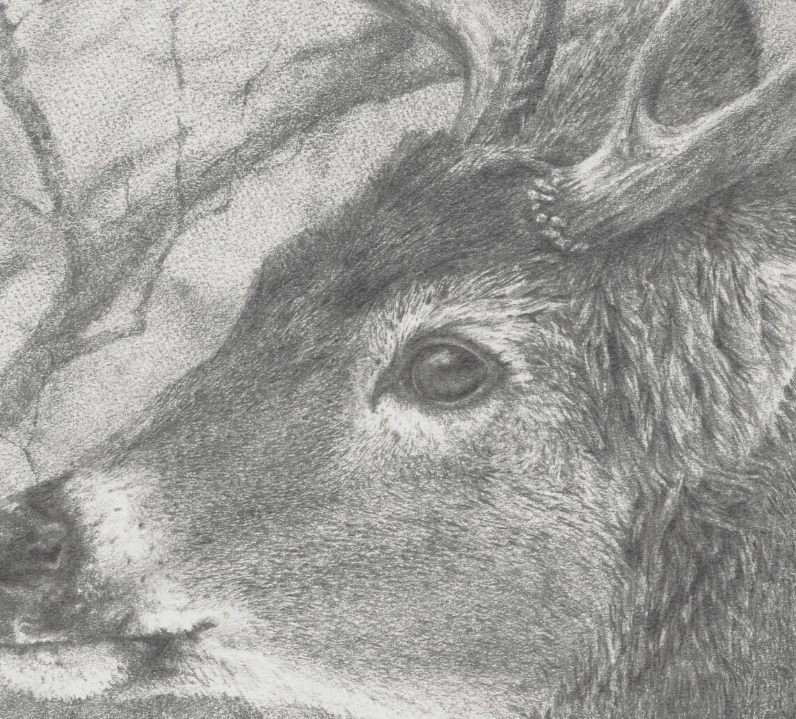 Solstice Stag Giclee Print: Whitetail Deer Graphite Drawing - Etsy