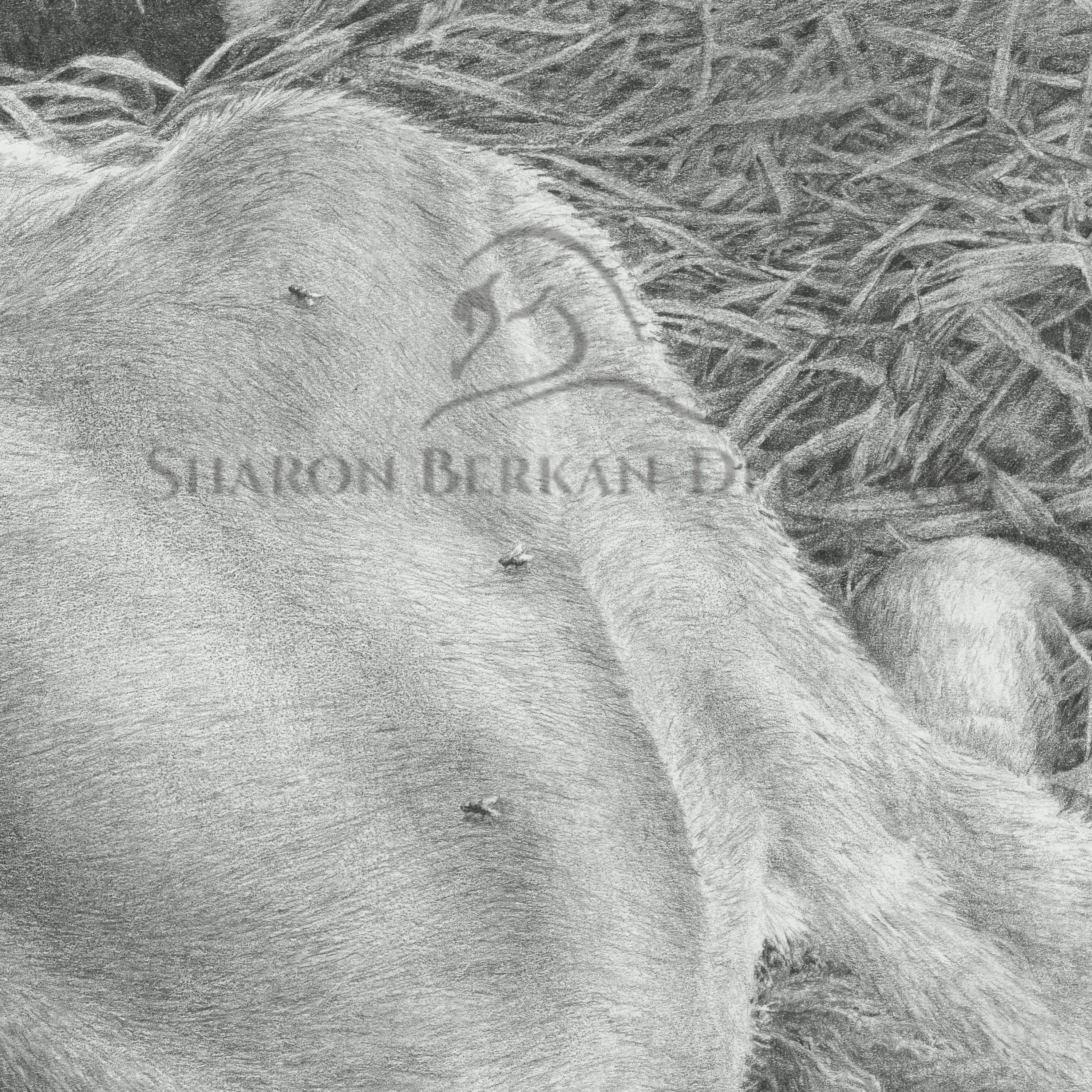 Calf Drawing 