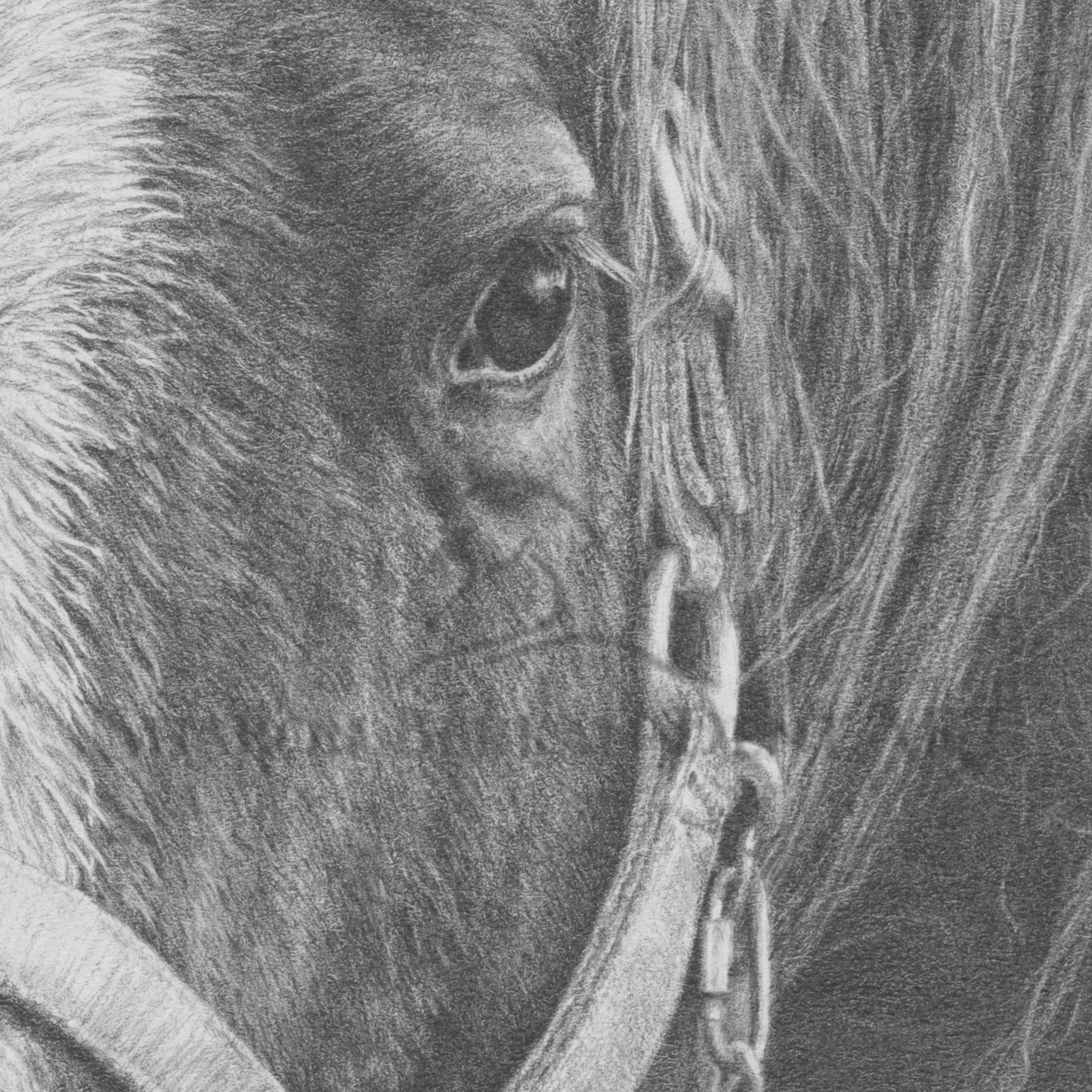 Horse Drawing 