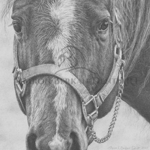 Horse  Drawing &quot;Gemini &quot;, Farm Animal Prints, Fine Art Graphite Drawings, Framable Notecards