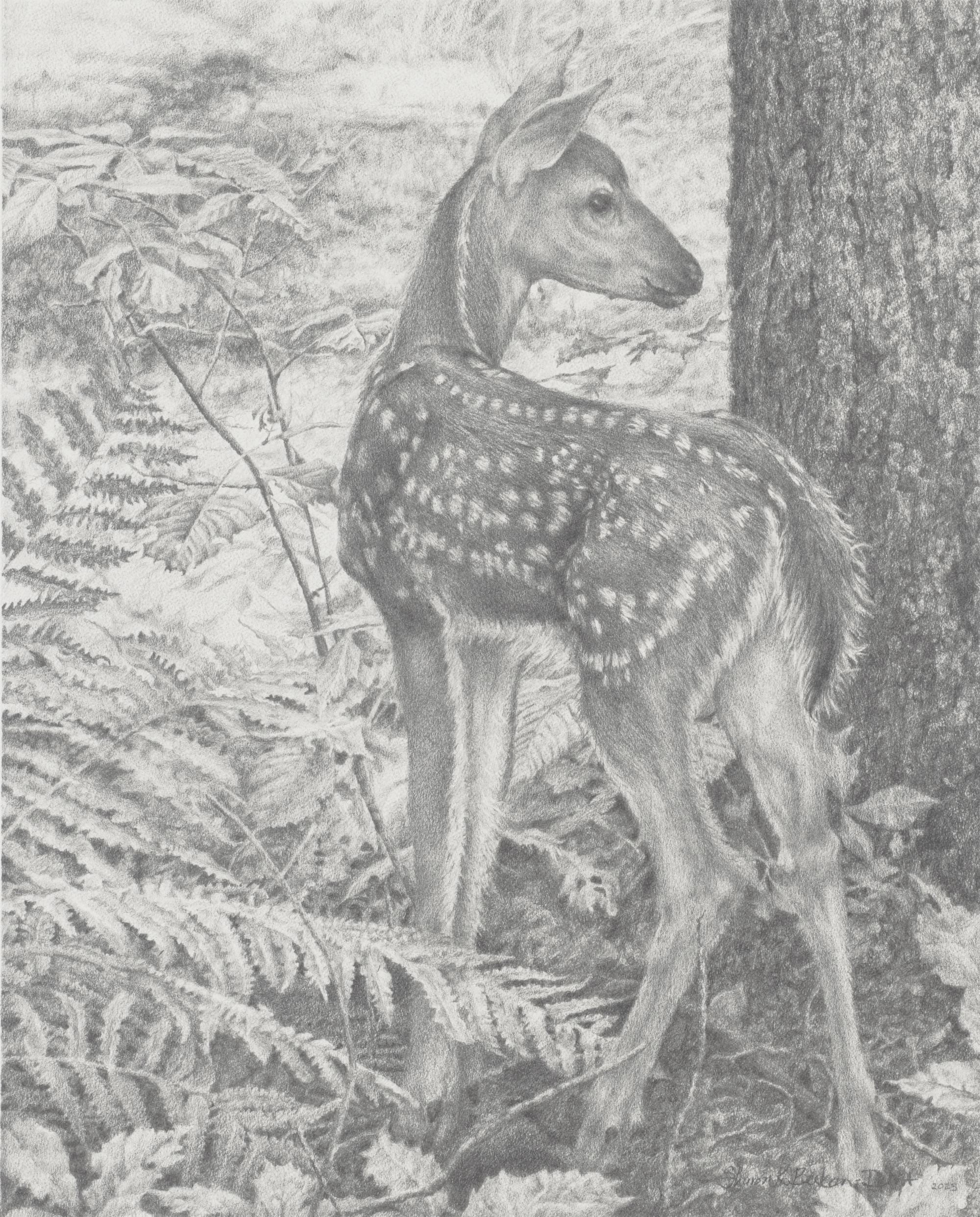 Summer's Innocent, Whitetail Deer Drawing of a Fawn in the Forest, Wildlife Animal Prints, Fine Art Graphite Drawings