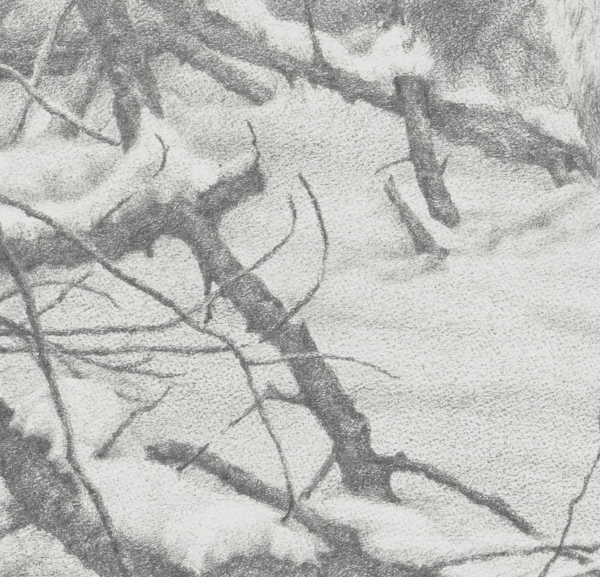 Solstice Stag Giclee Print: Whitetail Deer Graphite Drawing - Etsy