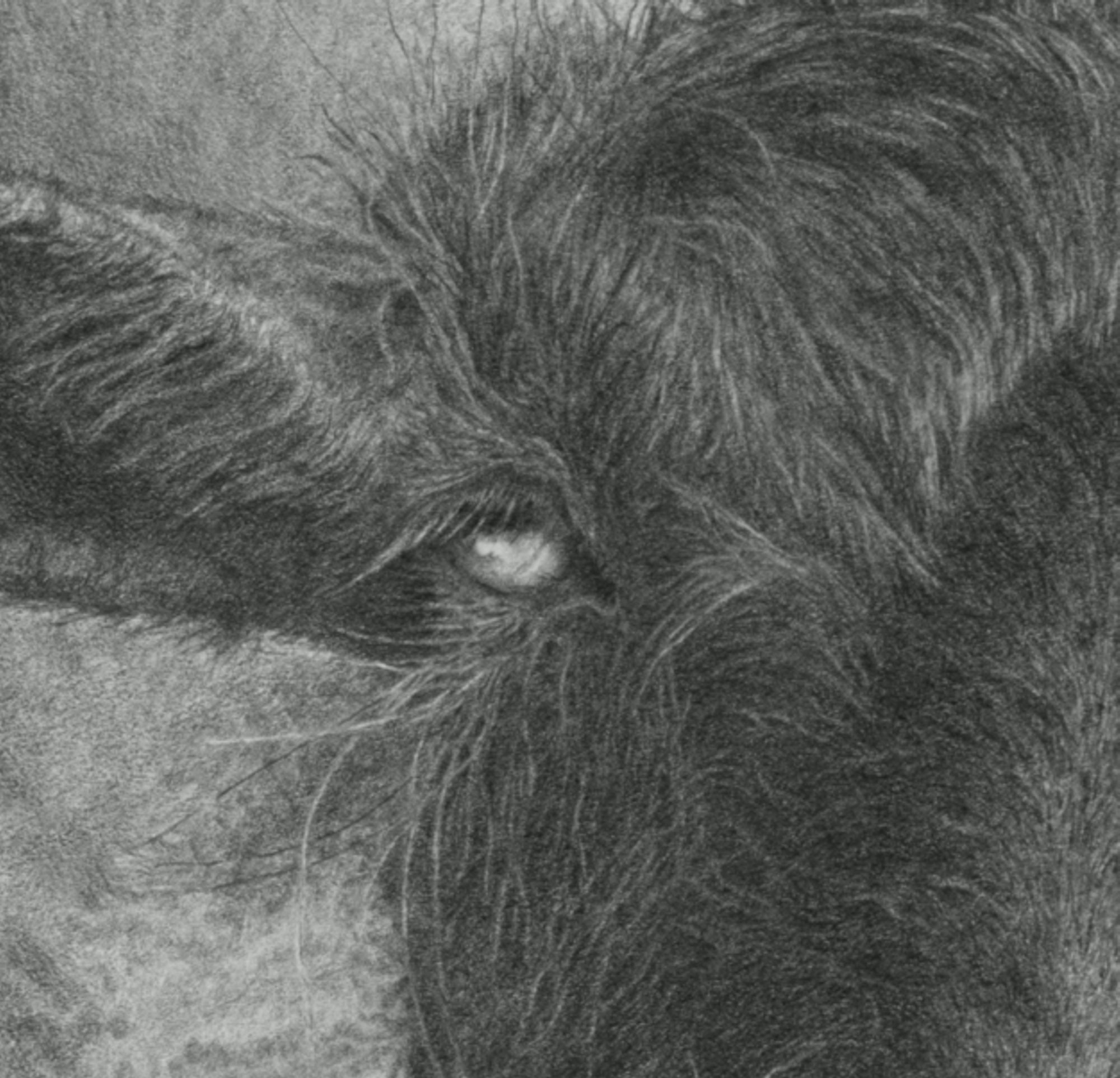 Sheep Drawing 