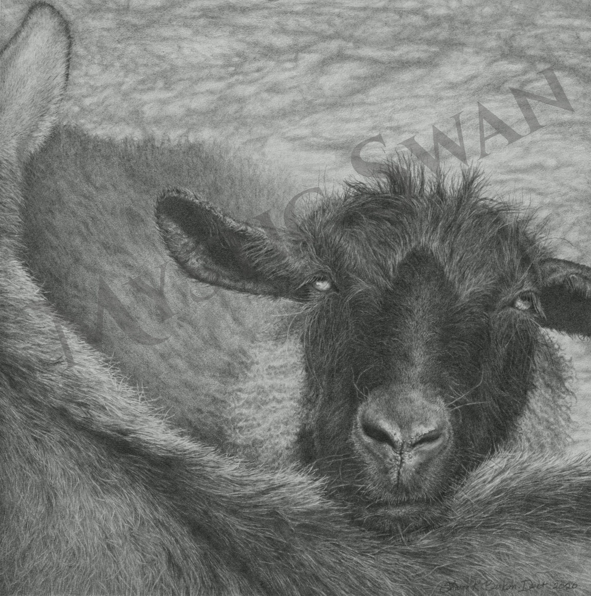 Sheep Drawing 