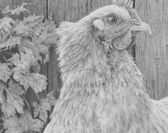 Chicken  Drawing "Chloe ", Farm Animal Prints, Fine Art Graphite Drawings, Framable Notecards