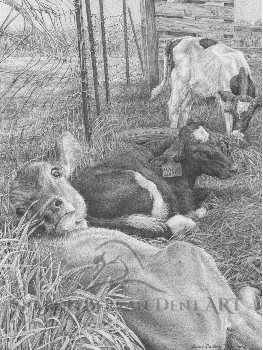 Calf Drawing 