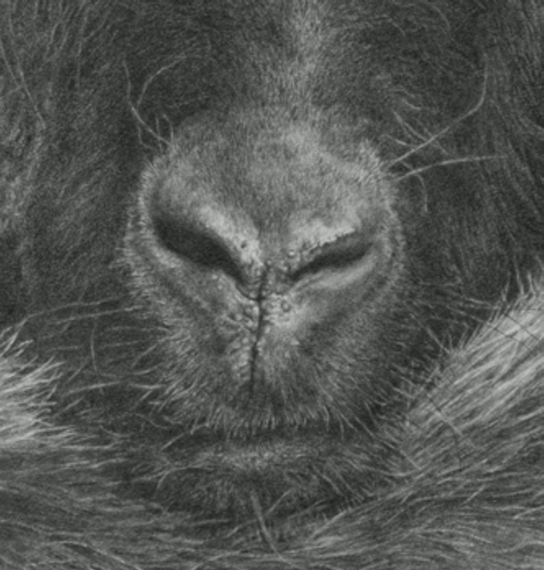 Sheep Drawing 