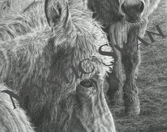 Donkey Drawing "Twilight Promenade", Farm Animal Prints, Fine Art Graphite Drawings, Framable Notecards