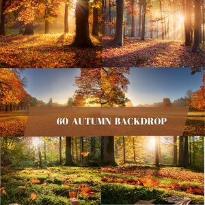 May include: A collection of four autumn forest scenes featuring golden leaves, sunlight, and trees. The text "60 AUTUMN BACKDROP" is displayed in the centre of the image.