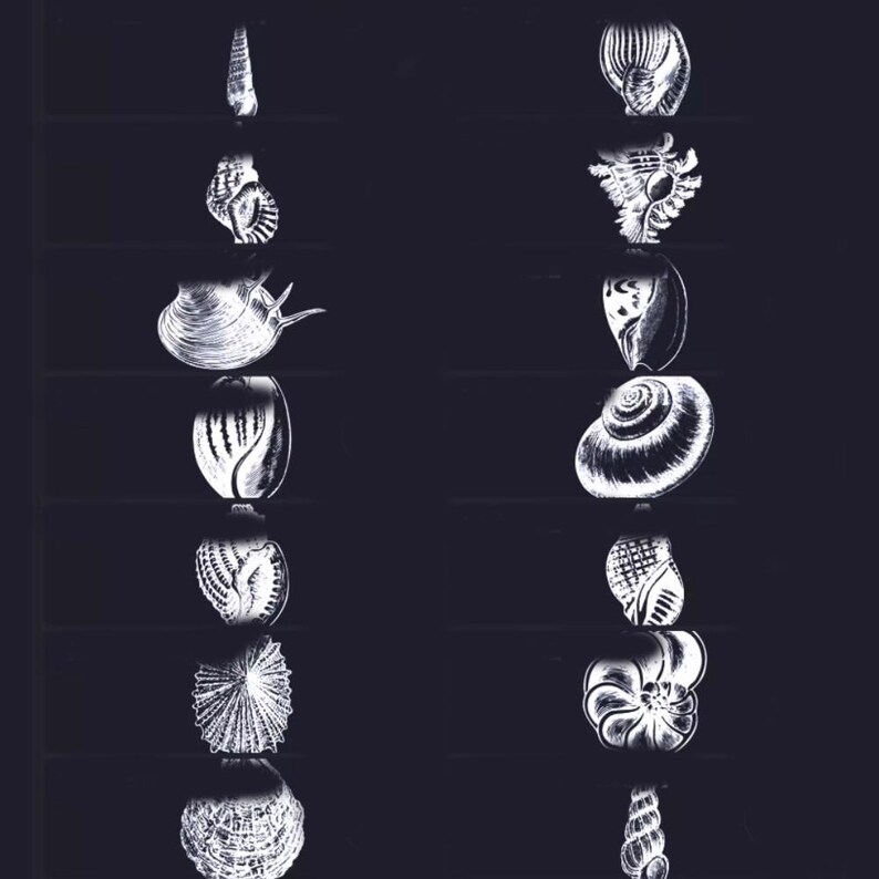 48 Seashell & Ocean Procreate Brushes - Fun Marine Elements for Beach ...