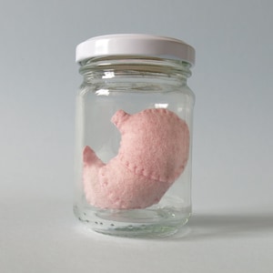 Stomach in a Jar Anatomical Curio Anatomy Display Medical Decoration Gastrointestinal Tract Digestive System