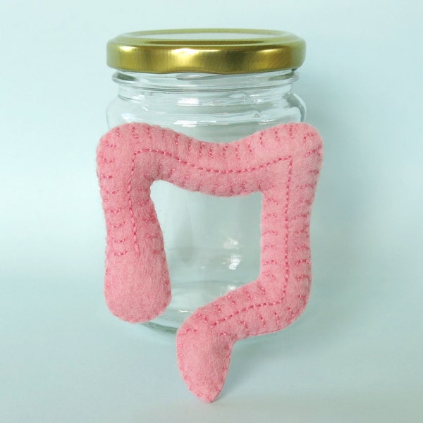Large Intestine/Colon in a Jar Anatomical Specimen in Felt