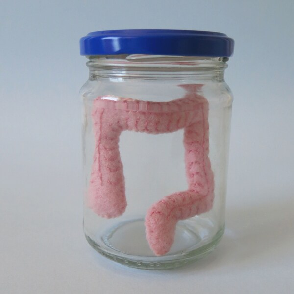 Large Intestine Colon in a Jar Anatomical Specimen in Felt Medical Decor Anatomy