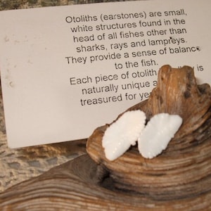 Minnen från Newfoundland Örhängen Titanörhängen Hypoallergena Torsköra Otolit Torskfisk Naturliga Öronstenar