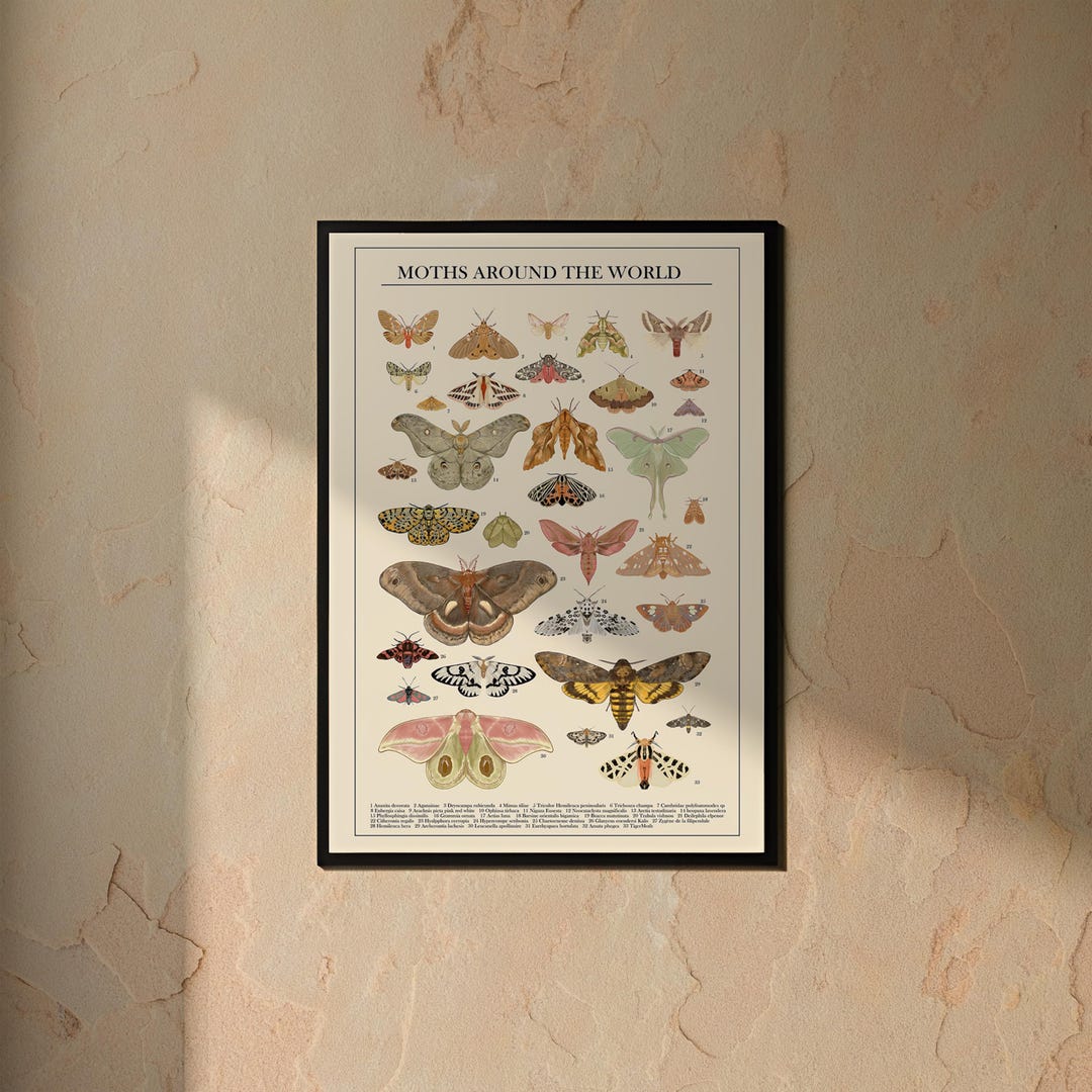 Hand-drawn Moth Poster: Colorful Insect Wall Art (digital Download) - Etsy