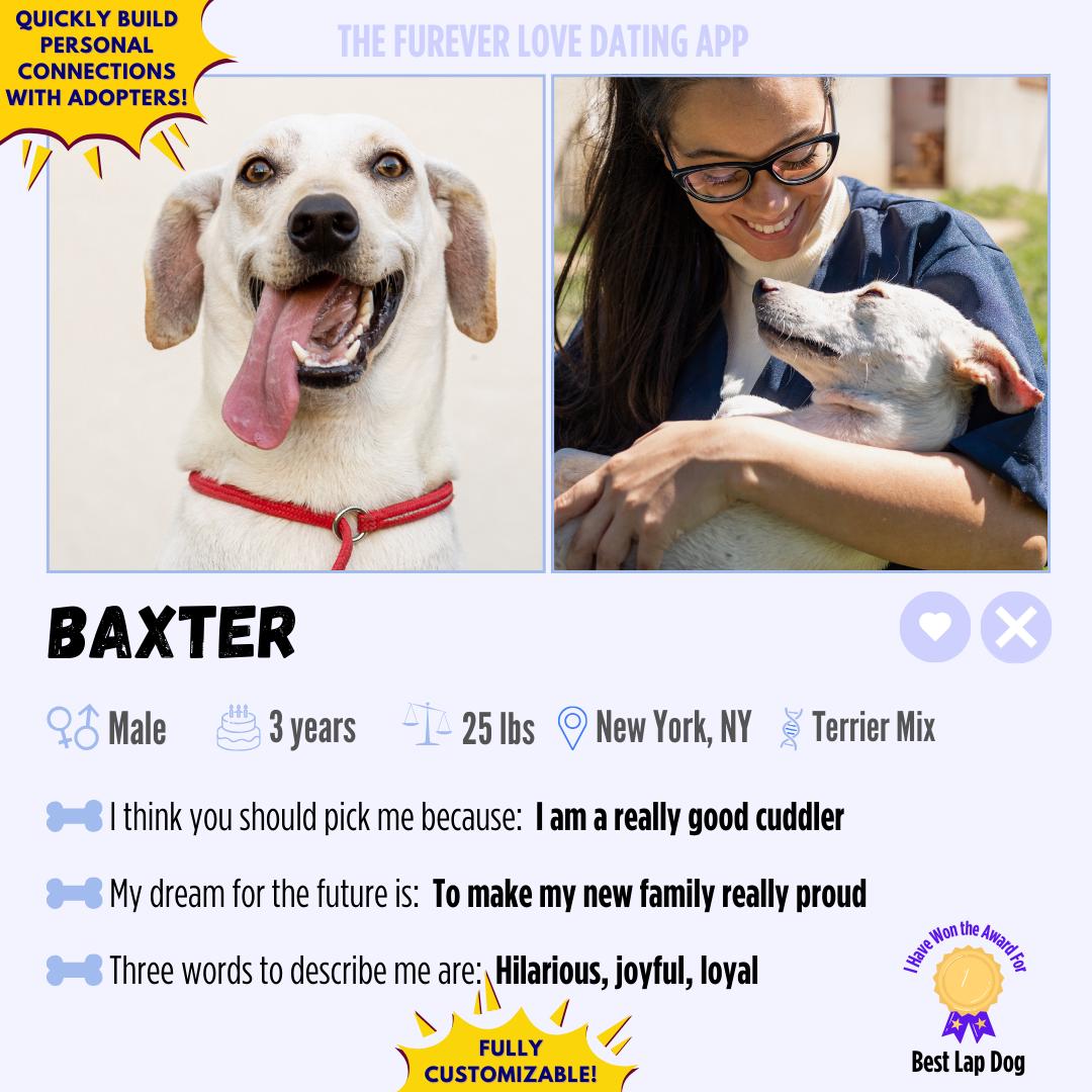 Dating Appstyle Pet Adoption Template Editable Canva Profile for