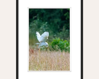 Barn Owl Photograph - Prints - Wildlife - Nature - Birds - Wall Art - Home Decor - Various Sizes Available