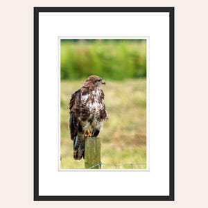 Buzzard Photograph - Prints - Wildlife - Nature - Birds - Wall Art - Home Decor - Various Images Available - Various Sizes Available