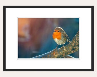 Foto Robin - prenten - dieren in het wild - natuur - vogels - kunst aan de muur - woondecoratie - verschillende afbeeldingen beschikbaar - verschillende maten beschikbaar