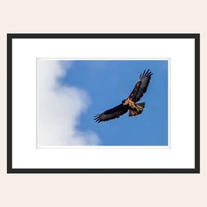 Peut inclure: Un faucon brun aux ailes brun foncé plane dans un ciel bleu vif avec des nuages blancs.