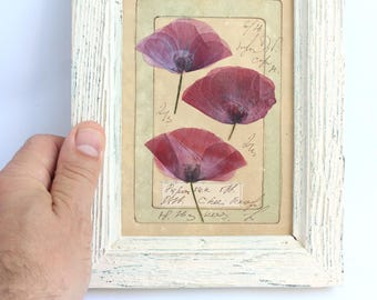 Framed Dried Flower Pressed Poppy Art, Vintage Herbarium Flower Frame, Shabby Chic Farmhouse Decor, White Rustic Pink Wall Decoration