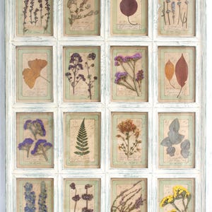 Arte botanica a base di erbe, erbe essiccate e piante pressate, veri fiori vintage incorniciati, grandi quadri da parete con cornice in stile country francese, opere d'arte essiccate