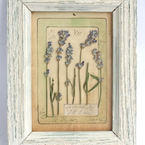 Arte con fiori pressati, cornice di lavanda, decorazione da parete botanica in stile fattoria, regalo per la perdita di un animale domestico, piccole erbe francesi secche, opere d'arte floreali essiccate