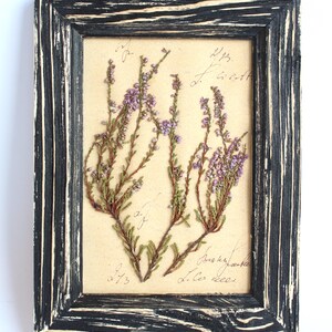 Fiori neri pressati di campagna francese, cornice per esemplare essiccato, decorazione da parete con piante da cucina, erbario botanico vintage in difficoltà.