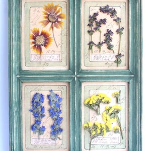 Arte murale con erbe essiccate, arte con fiori pressati, erbario vintage, elementi botanici incorniciati, verde con cornice, decorazioni floreali sospese, regalo per sorelle