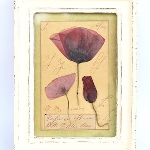 Papaveri fioriti conservati, regalo d'arte vintage, papaveri secchi, immagini di erbari in cornice, decorazioni da parete botaniche francesi in stile fattoria.