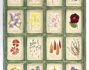 Piante Pressate, Quadro Decorativo, Fiori Secchi, Erbario Rustico, Arte Vintage Francese, Erbe Selvatiche, Opera D Arte Conservata