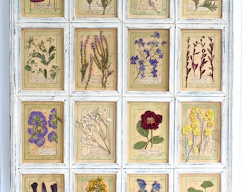 Può includere: Una cornice da parete rettangolare con finitura bianca anticata, suddivisa in sedici scomparti individuali. Ogni sezione contiene un esemplare botanico pressato montato su carta invecchiata con scrittura a mano ed etichette botaniche.