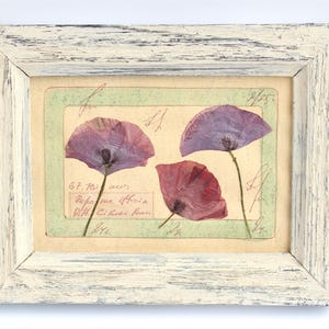 Papaveri pressati incorniciati, decorazione da parete con papaveri secchi, fiori selvatici in stile country francese, piccola cornice bianca stile fattoria, decorazioni floreali vintage da appendere