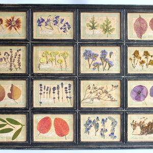 Fiori secchi in Cornice Vintage: Composizione di Fiori Secchi, Erbario Rustico, Cornice decorativa, Piante Botaniche, Composizione floreale