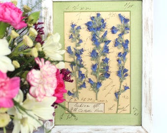 Pressed Flowers Art, Vintage Botanical Dried Flower Decor, Framed Wall Floral Country French Plant, Pictures Botanicals Herbs Specimen White