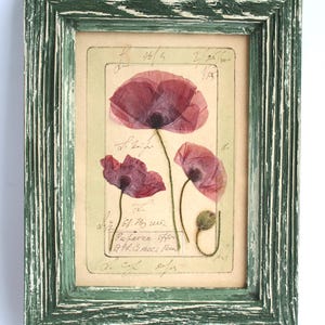 Cornice di papaveri pressati, fiori selvatici secchi, arte murale, papaveri secchi della campagna francese, erbario di fattoria, piccolo regalo floreale rosso vintage fatto a mano