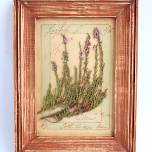 Erica pressata in una piccola cornice di fattoria; Decorazione botanica di fiori selvatici incorniciati e pressati. Arte dei fiori pressati