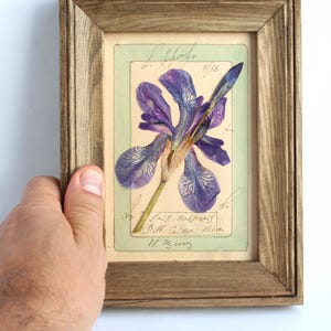 May include: A pressed purple iris flower mounted on a light green card with handwritten cursive text, encased in a rectangular brown wooden frame. The botanical specimen features detailed veining on its petals and a green stem.