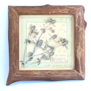 Eryngium con elementi botanici incorniciati, fiori selvatici pressati da appendere alla parete, grandi foglie di fiori secchi da erbario, galleria reale di quadri con cornice francese.